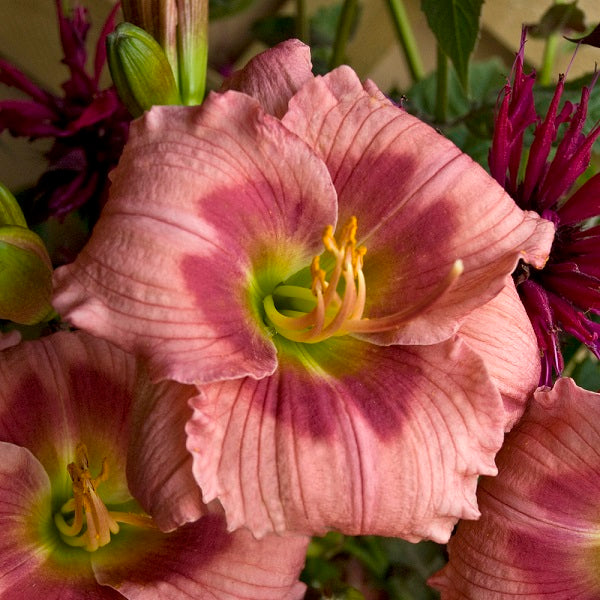 Rose Katherine Daylily