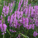 Rosea Obedient Plant