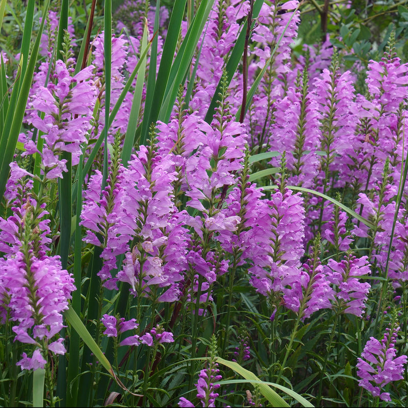 Rosea Obedient Plant