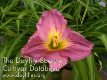 Rosy Ruffles Daylily