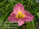 Rosy Ruffles Daylily