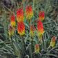 Royal Castle Red Hot Poker