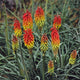 Royal Castle Red Hot Poker