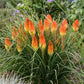 Royal Castle Red Hot Poker