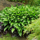 Green Giant Hosta