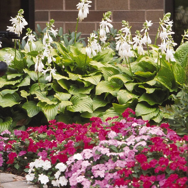 Royal Standard Hosta