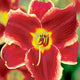 Royalty Surprise - Daylily