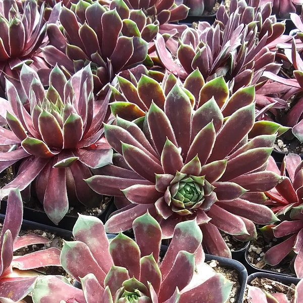 ruby kissed succulent Ruby Heart Hen & Chicks Succulent – Wild & Son