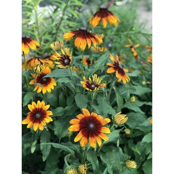 Giggling SmileyZ™ Black Eyed Susan