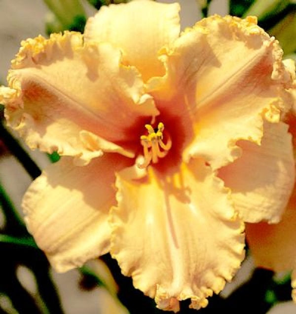 Ruffled Nectarine Sprite - Daylily