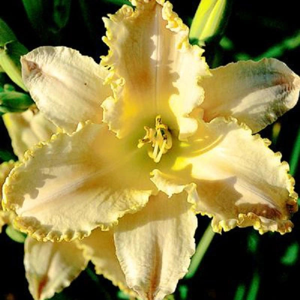 Ruffled Ooh La La - Daylily