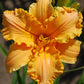 Ruffled Orange Pretzels Daylily