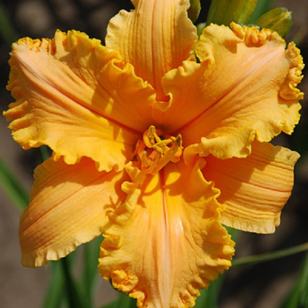 Get them All Daylily Catalog Collection