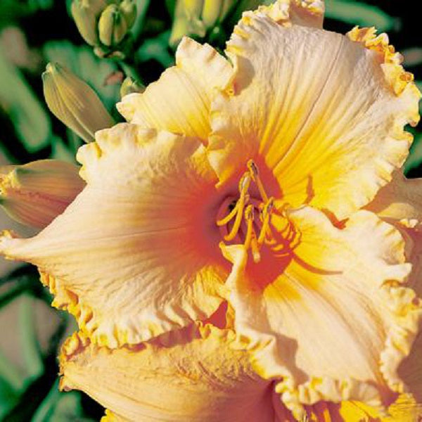 Ruffled Orange Starburst Premium Daylily