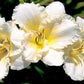 Ruffled Parchment - Daylily