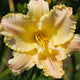 Ruffled Risen Star - Daylily