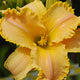 Ruffled Sentry Daylily