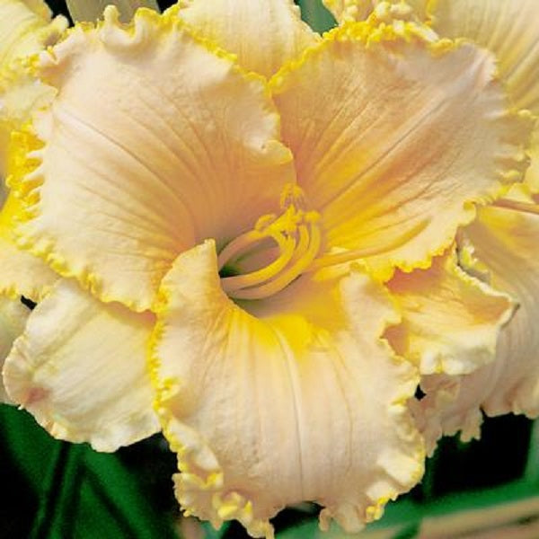 Ruffled Venus Daylily