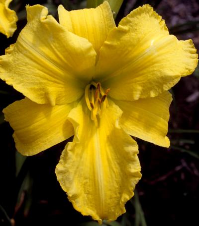 Ruffled Banana Peels Daylily