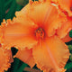 Ruffles Forever Premium Daylily