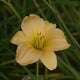 Running Wild Daylily