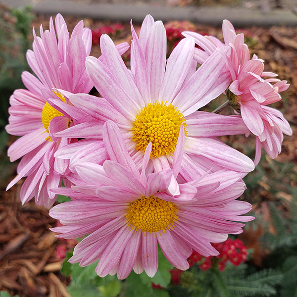 Ryan's Rainbow Chrysanthemum Mix