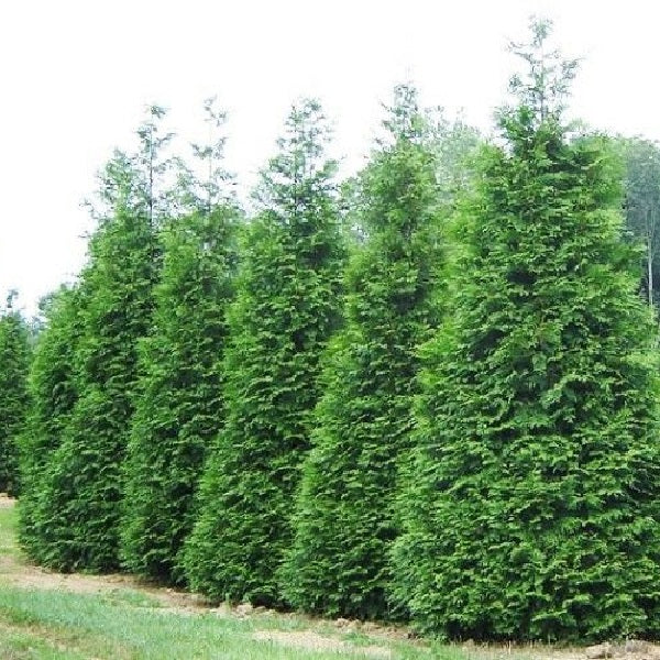 Green Giant Arborvitae