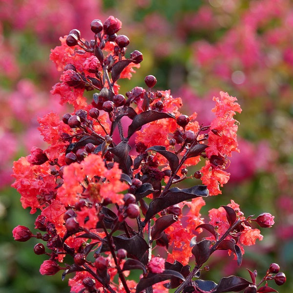 Center Stage Red Crapemyrtle