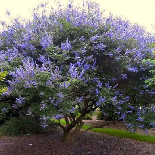 chaste tree bonsai Chaste Tree
