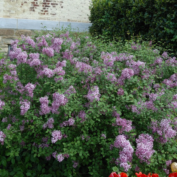 Dwarf Korean Lilac