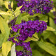 Gold Drop Butterfly Bush