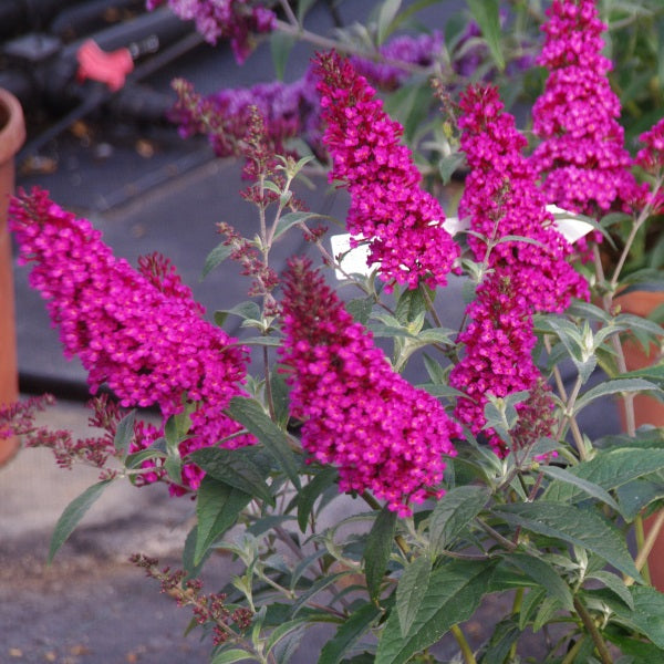 Hot Raspberry Buzz™ Butterfly Bush