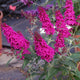 Hot Raspberry Buzz™ Butterfly Bush