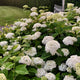 Lady Annabelle Hydrangea