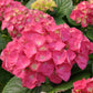 Merritt's Supreme Hydrangea