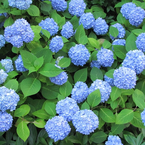 Nikko Blue Hydrangea