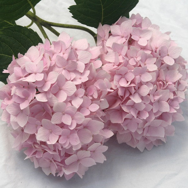 Penny Mac Hydrangea