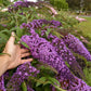 Violet Cascade Butterfly Bush