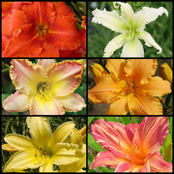 Biggest Bloom Daylily Collection