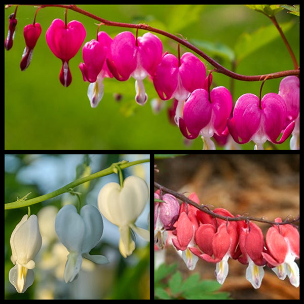 Spring Bleeding Heart Collection