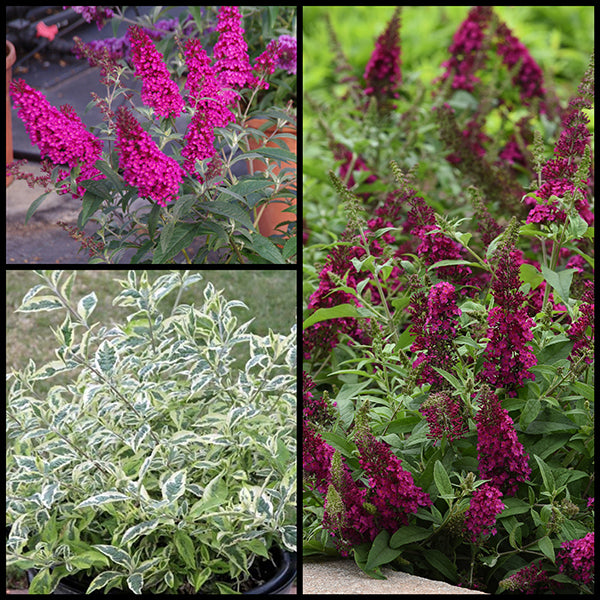 Spring Butterfly Bush Collection