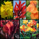 Canna Collection