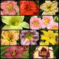 Fragrant Daylily Collection