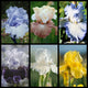 Spring Gardener's Perfume Iris Collection