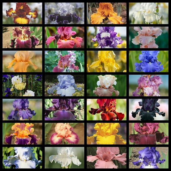 Spring Get Them All Iris Collection