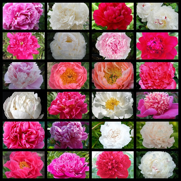 Spring Get Them All Peony Collection