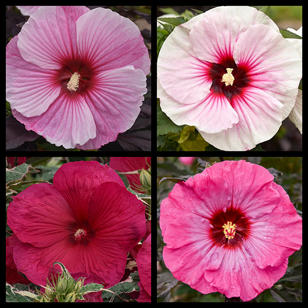 Spring Hibiscus Collection