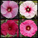 Spring Hibiscus Collection