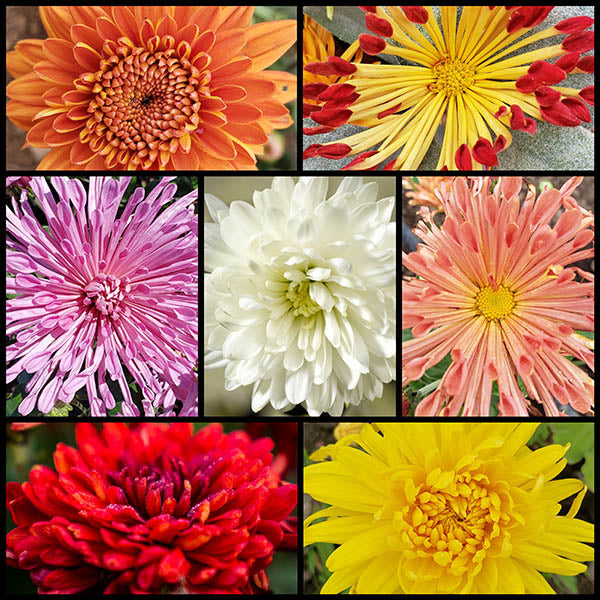 Spring Mum Collection