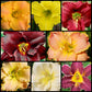 New Song Sparrow Daylily Collection